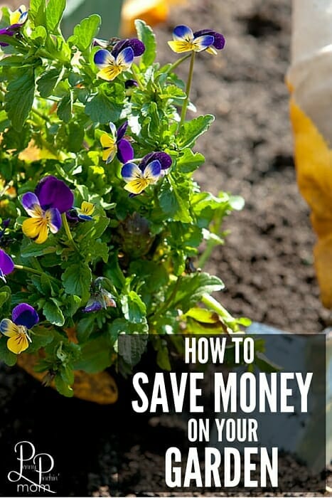 Gardens are beautiful - and they can be expensive. Get some of the TOP TIPS to try to save money on your garden!